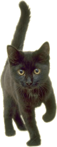 Cat Black